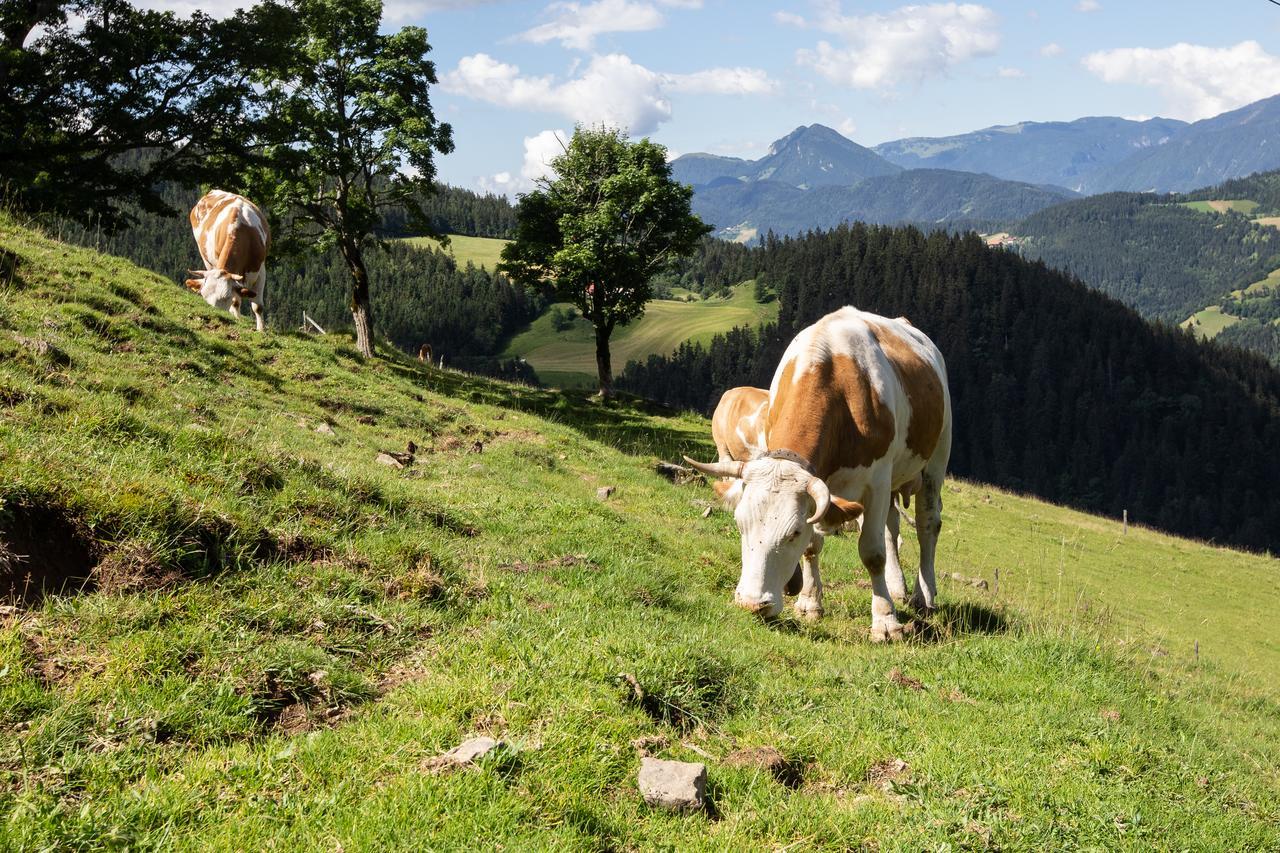 Farmstay&glamping Visocnik