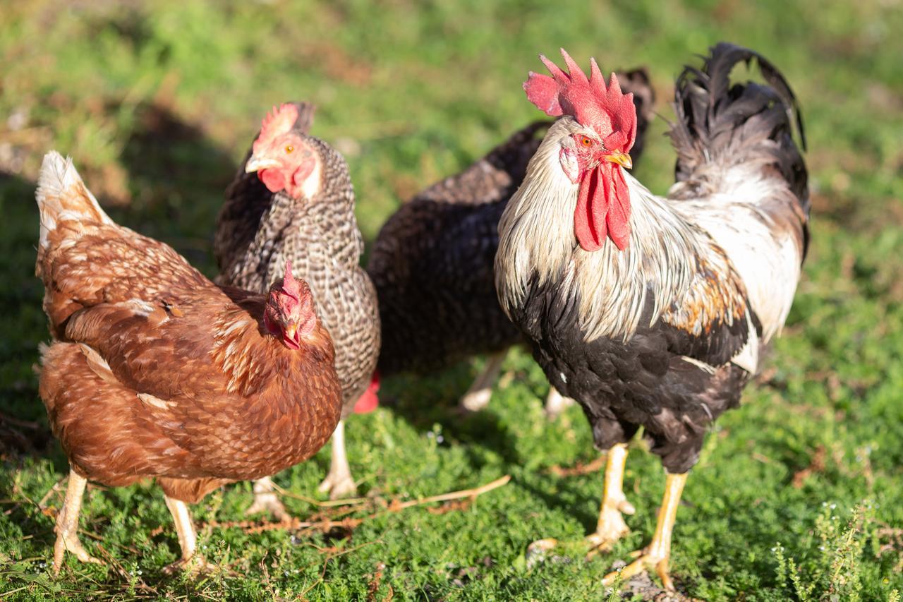 Farm stay Farmstay&glamping Visocnik *