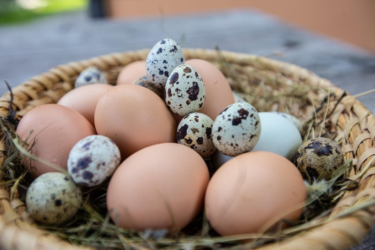 Farm stay Farmstay&glamping Visocnik Ljubno