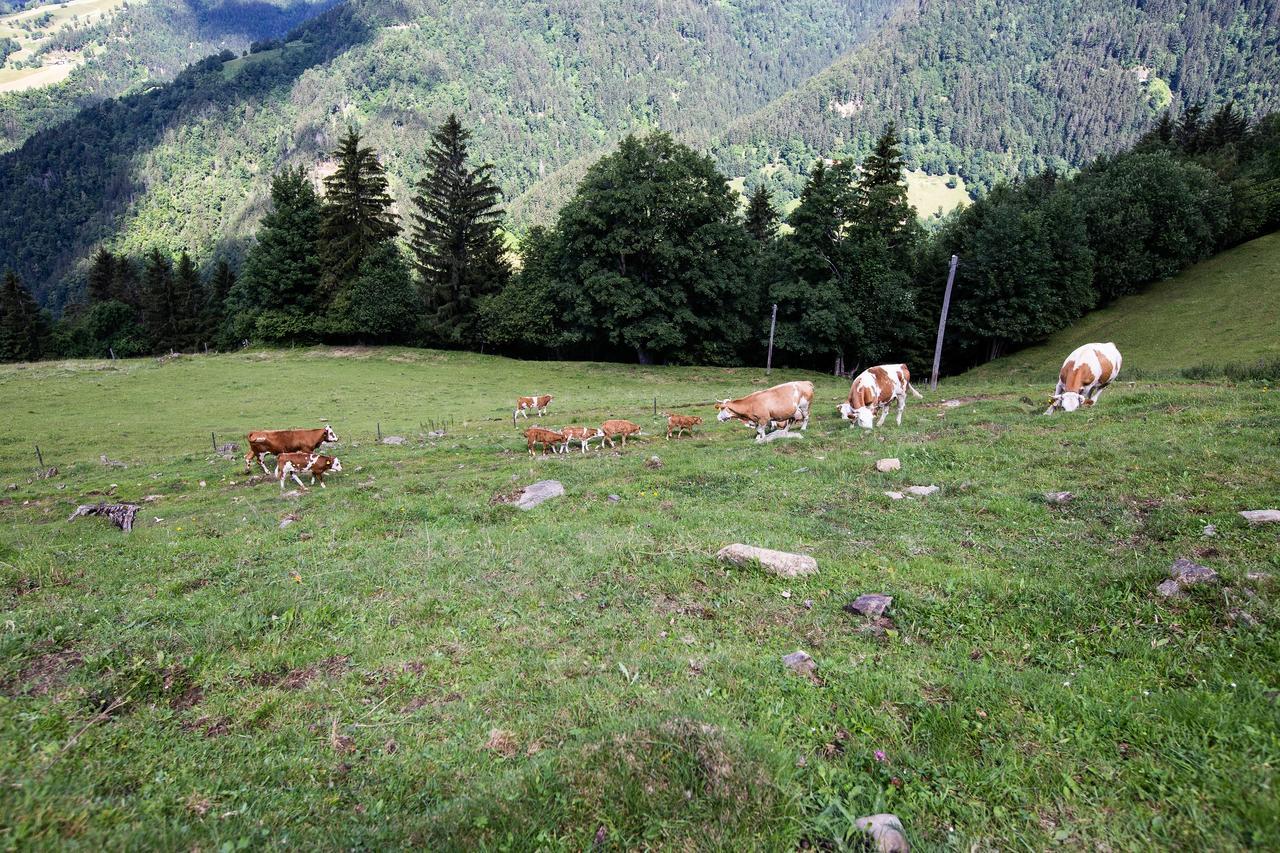 Séjour à la ferme Farmstay&glamping Visocnik